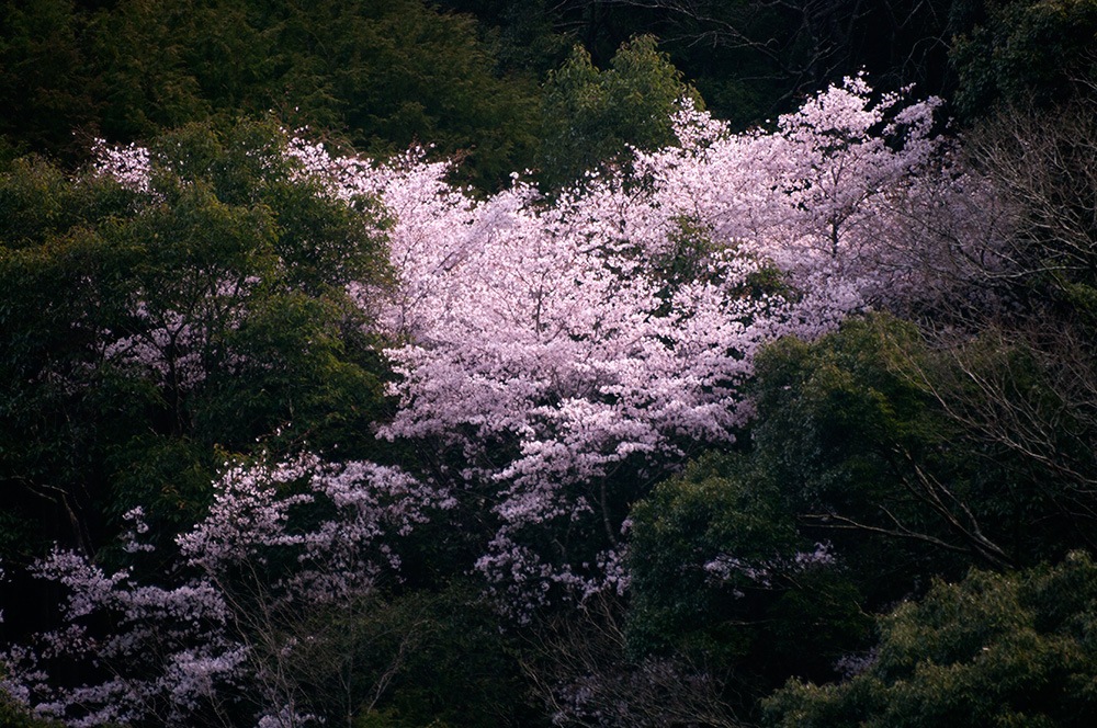 ３月１３日山の桜